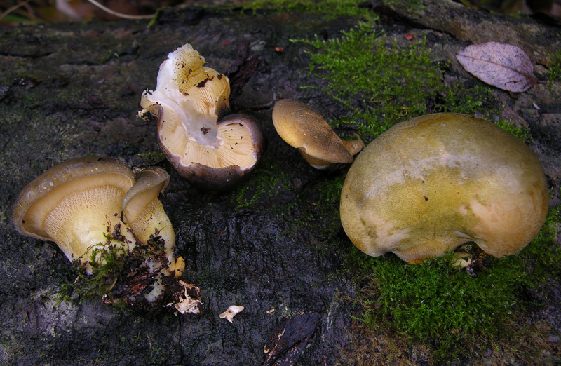 Sarcomyxa serotina. Scheda fotografica